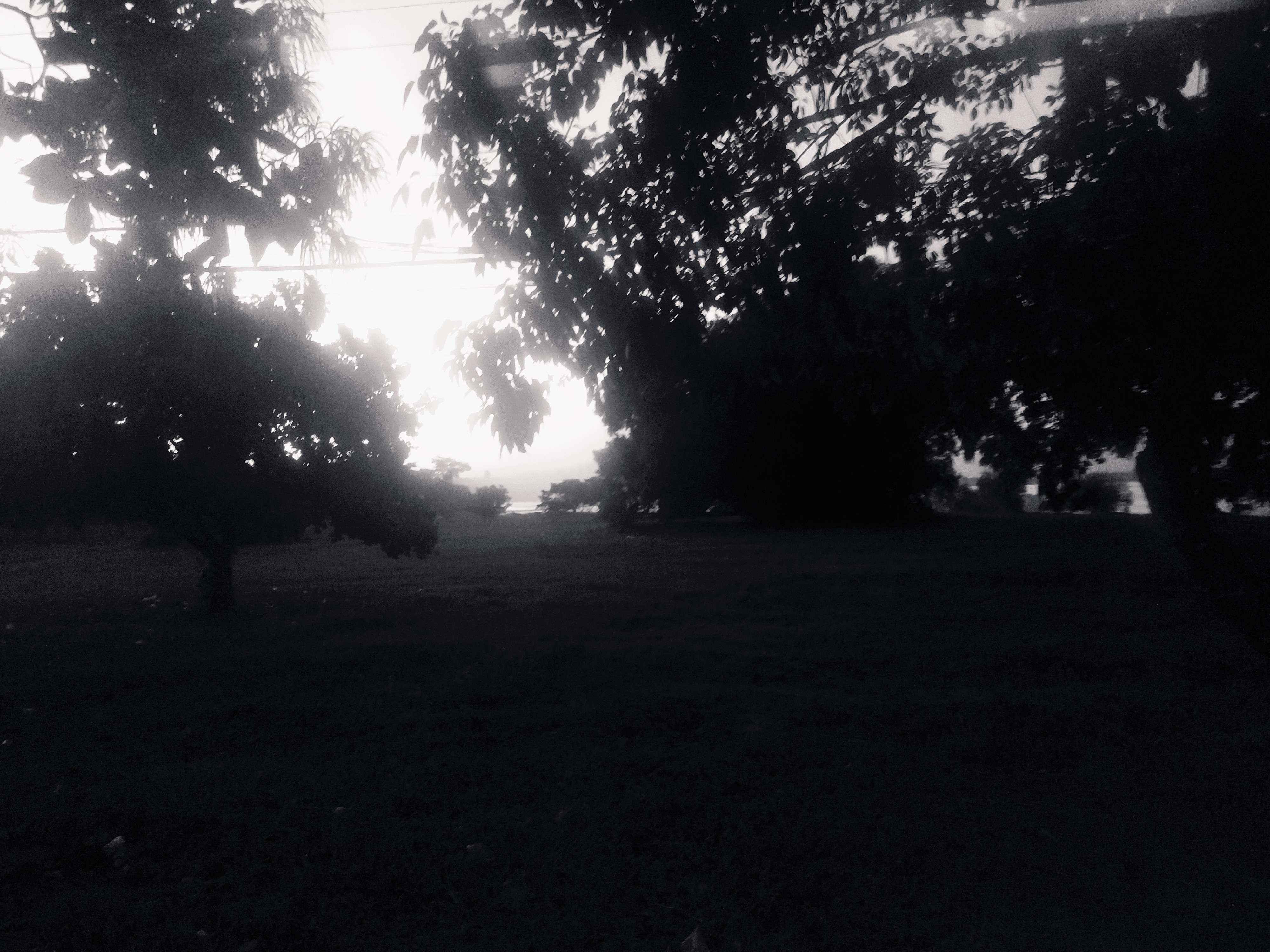 Uma floresta em preto e branco, lembrando bastante uma arte de capa de algum álbum de Black Metal.